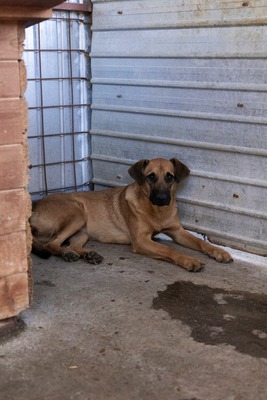 🐾 Toffee – Lebensfreude auf vier Pfoten 🐾, Mischling - Hündin