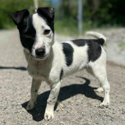 🐶Tofu Minizwerg hat ein  überaus fröhliches und freundliches Wesen ❤️