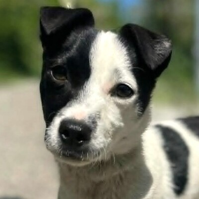 🐶Tofu Minizwerg hat ein überaus fröhliches und freundliches Wesen ❤️, Mischling - Rüde