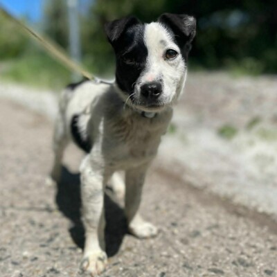 🐶Tofu Minizwerg hat ein überaus fröhliches und freundliches Wesen ❤️, Mischling - Rüde