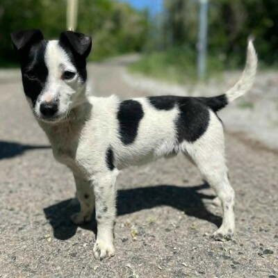 🐶Tofu Minizwerg hat ein überaus fröhliches und freundliches Wesen ❤️, Mischling - Rüde