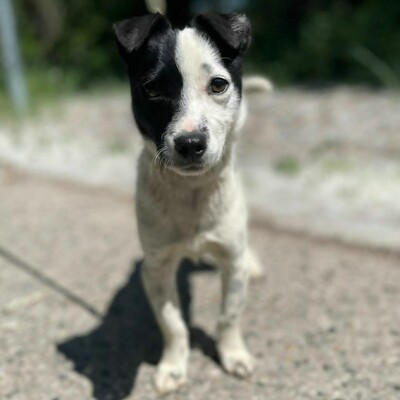 🐶Tofu Minizwerg hat ein überaus fröhliches und freundliches Wesen ❤️, Mischling - Rüde