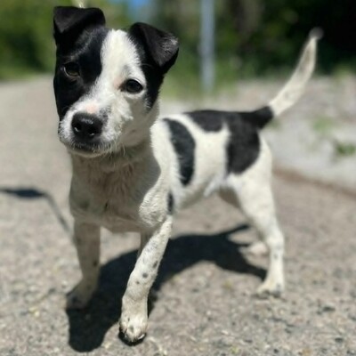 🐶Tofu Minizwerg hat ein überaus fröhliches und freundliches Wesen ❤️, Mischling - Rüde