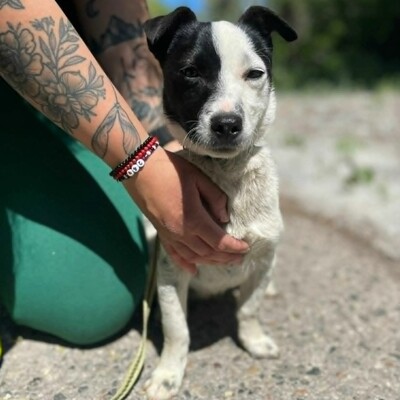 🐶Tofu Minizwerg hat ein überaus fröhliches und freundliches Wesen ❤️, Mischling - Rüde