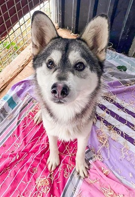 🌹Togo - Rüde - freundlich mit Hunden und Meschen - AUF PFLEGESTELLE, Husky-Mix - Rüde