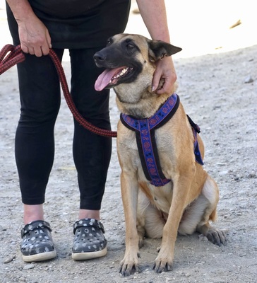 Tokio, Schäferhund - Mix - Hündin