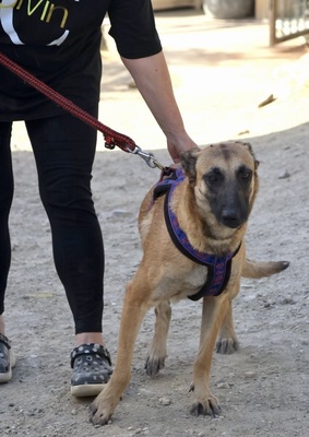 Tokio, Schäferhund - Mix - Hündin