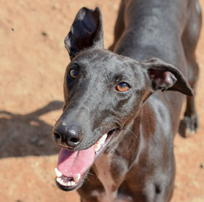 Tokio (w)- sehr sozial, Galgo - Hündin