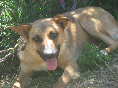 Tola freut sich auf IHRE Familie, Mischlinge - Hündin