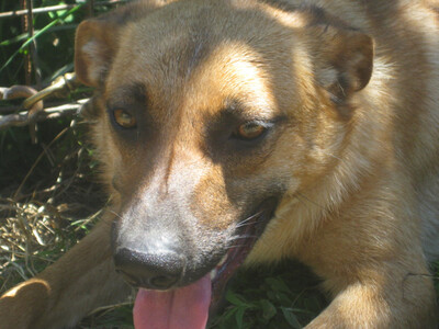 Tola freut sich auf IHRE Familie, Mischlinge - Hündin