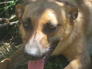 Tola wartet auf IHRE Menschen, Mischling - Hündin