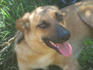 Tola wartet auf IHRE Menschen, Mischling - Hündin