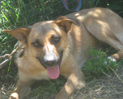 Tola wartet auf IHRE Menschen, Mischling - Hündin