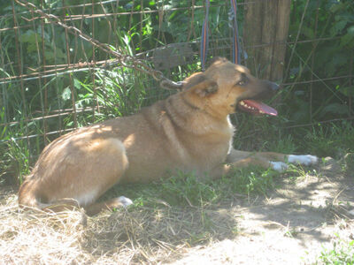 Tola wartet auf IHRE Menschen