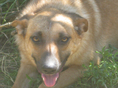 Tola wartet auf IHRE Menschen, Mischling - Hündin