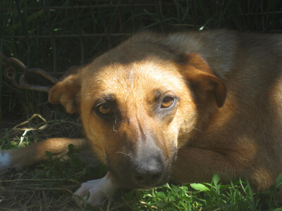Tola wartet auf IHRE Menschen, Mischling - Hündin