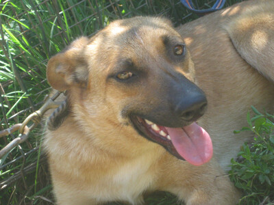 Tola wartet auf IHRE Menschen, Mischling - Hündin