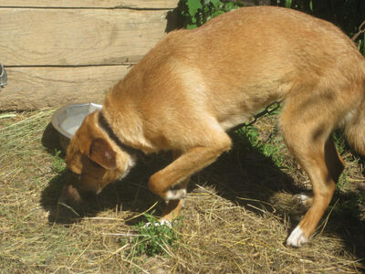 Tola wartet auf IHRE Menschen, Mischling - Hündin