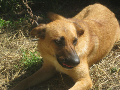 Tola wartet auf IHRE Menschen, Mischling - Hündin