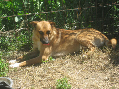 Tola wartet auf IHRE Menschen