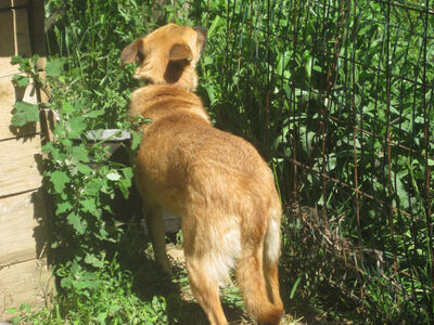 Tola wartet auf IHRE Menschen, Mischling - Hündin