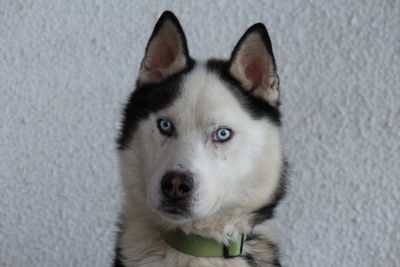 Tom, Mischling - Rüde