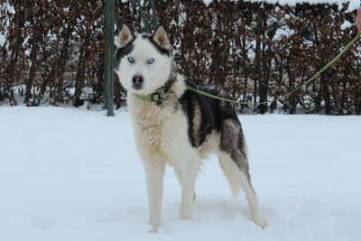 Tom, Mischling - Rüde