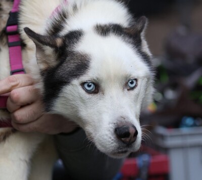 Tom, Mischling - Rüde