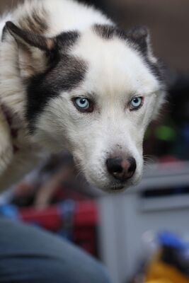 Tom, Mischling - Rüde