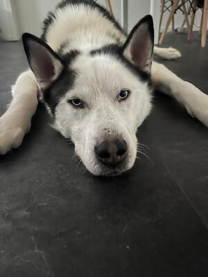 Tom, Mischling - Rüde