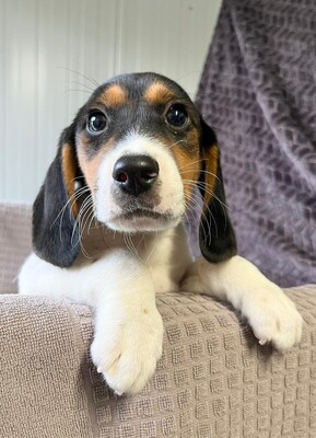 Tom Yum sucht vor dem Winter warmes Körbchen, Beagle-Mischling Welpen - Rüde
