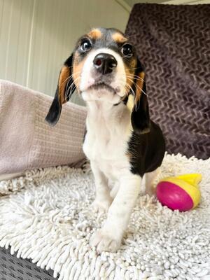 Tom Yum sucht vor dem Winter warmes Körbchen, Beagle-Mischling Welpen - Rüde