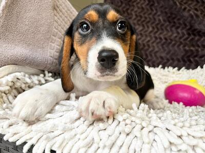 Tom Yum sucht vor dem Winter warmes Körbchen, Beagle-Mischling Welpen - Rüde