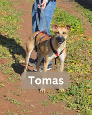 Tomas, Schäferhund-Mischling - Rüde