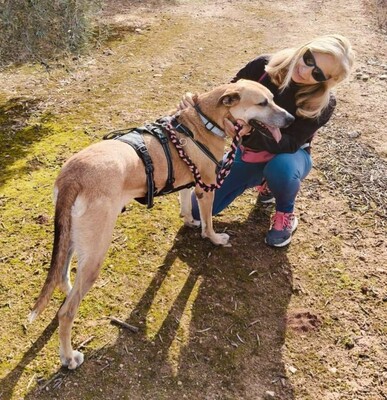 Tomas, Schäferhund-Mischling - Rüde