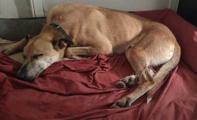 Tomas, Schäferhund-Mischling - Rüde