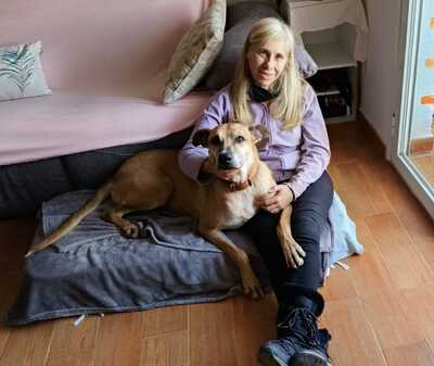 Tomas, Schäferhund-Mischling - Rüde