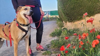 Tomas, Schäferhund-Mischling - Rüde