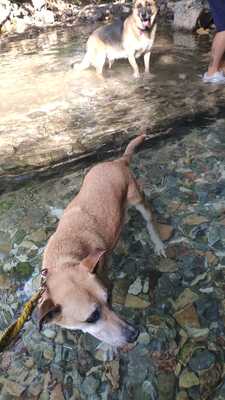 Tomas, Schäferhund-Mischling - Rüde