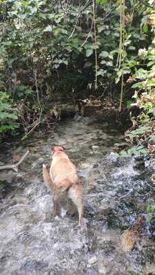 Tomas, Schäferhund-Mischling - Rüde