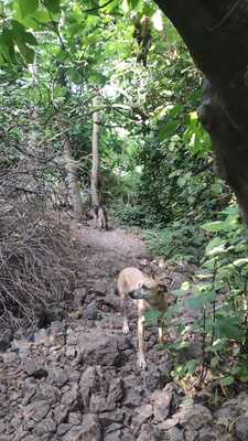 Tomas, Schäferhund-Mischling - Rüde