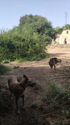 Tomas, Schäferhund-Mischling - Rüde