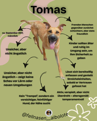 Tomas, Schäferhund-Mischling - Rüde