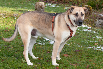 Tomaz, Mischling - Rüde