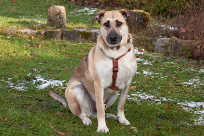 Tomaz, Mischling - Rüde