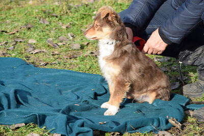 Tomi - Verspielter Welpenjunge, ca. 5 Monate/28cm, Mischling Welpen - Rüde