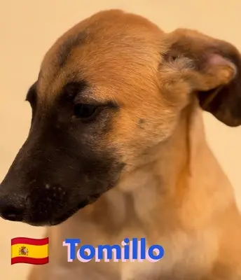 Tomillo, Mischling Welpen - Rüde