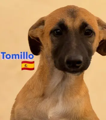 Tomillo, Mischling Welpen - Rüde