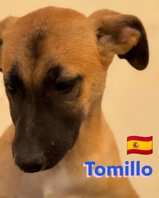 Tomillo, Mischling Welpen - Rüde