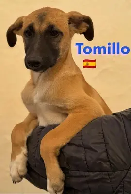 Tomillo, Mischling Welpen - Rüde